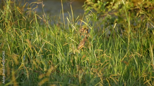 Red Bishop Bird Chased Away by Landing Red-Billed Quelea in Grass photo