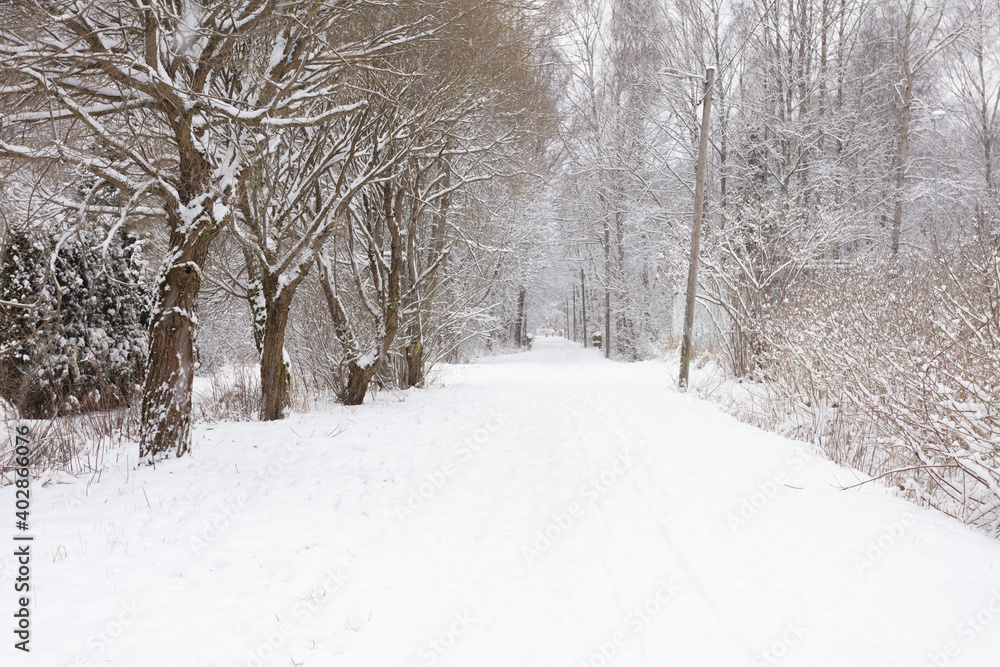 Landscape of the winter forest in the snow. It's a nasty day Landscape of the winter forest in the snow. It's a nasty day