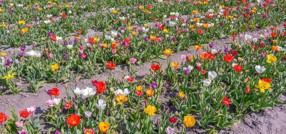 Beautiful different colored Dutch flower fields
