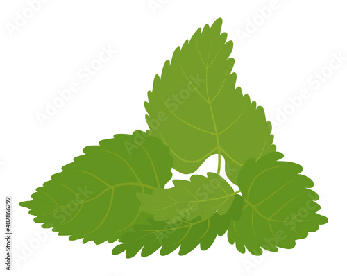 Vector green mint leaves isolated on a white background. Herbal aromatic plant