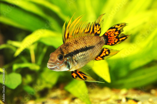 Cockatoo Dwarf Cichlid Apistogramma cacatuoides aquarium fish	 photo