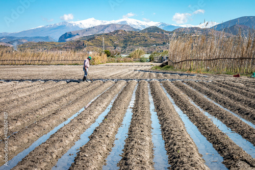 farmer at field in spain, snow covered sierra nevada in background