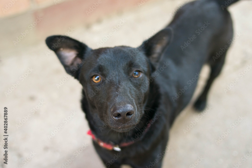 Black Dog. The dog is standing on the asphalt. The dog looks into the eyes Puppy. Red collar. Big ears. Dog for a walk. Black Dog. The dog is standing on the asphalt. The dog looks into the eyes Puppy. Red collar. Big ears. Dog for a walk.
