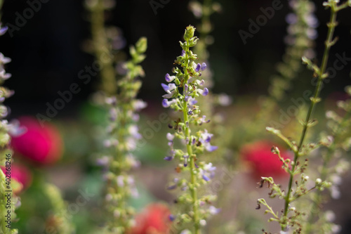 Stems of a lilac flower. Garden beds. Flower garden. Village. garden. © Lisa Chip