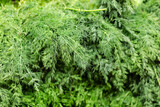 bunch Fresh dill green, Raw Green Organic Whole Baby Dill. culinary and aromatic herbs. Horizontal with copy space.