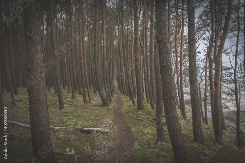 Fototapeta Naklejka Na Ścianę i Meble -  Las nad morzem