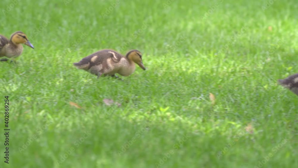 Baby ducklings hunting for food in green grass