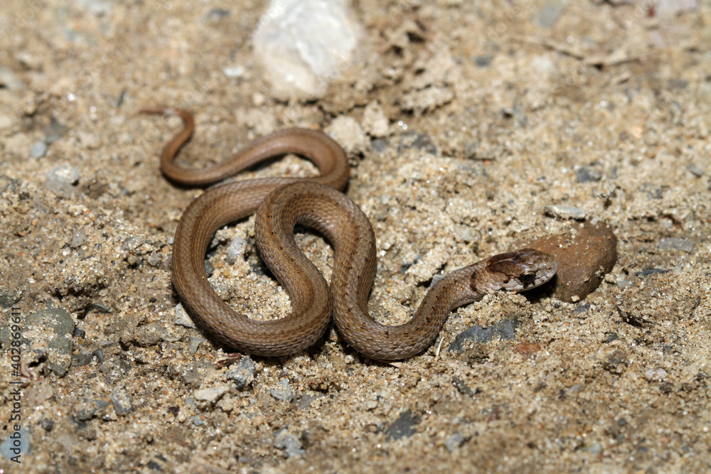 Profile view showing a young brown snake (Storeria dekayi) in a sandy area. This species survives well in urban environments. Much of its diet consists of small invertebrates. Profile view showing a young brown snake (Storeria dekayi) in a sandy area. This species survives well in urban environments. Much of its diet consists of small invertebrates.