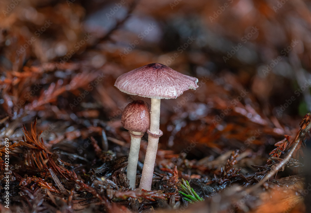 Unidentified pink mushrooms growing out of the ground Unidentified pink mushrooms growing out of the ground