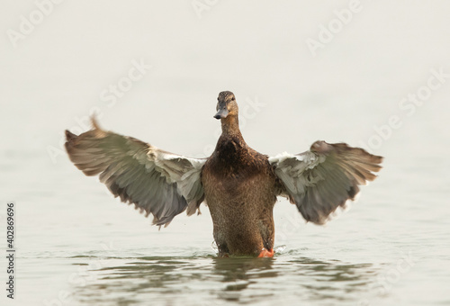 Mallard duck shaking its wings after a bath at Tubli bay, Bahrain
