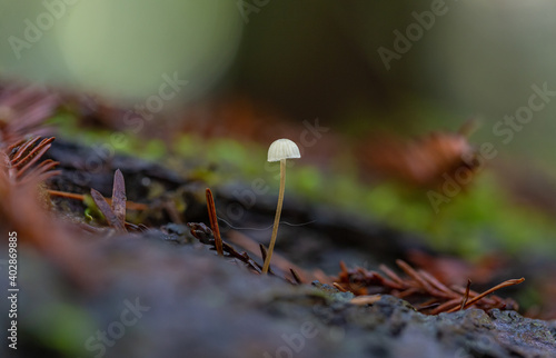 Tiny white-capped mycena with a yellow stem photo