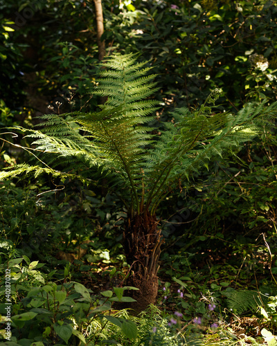 Tasmanian or Soft Tree Fern plant Dicksonia antarctica in a Country summer Garden