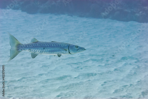 Great Barracuda hunting in open water