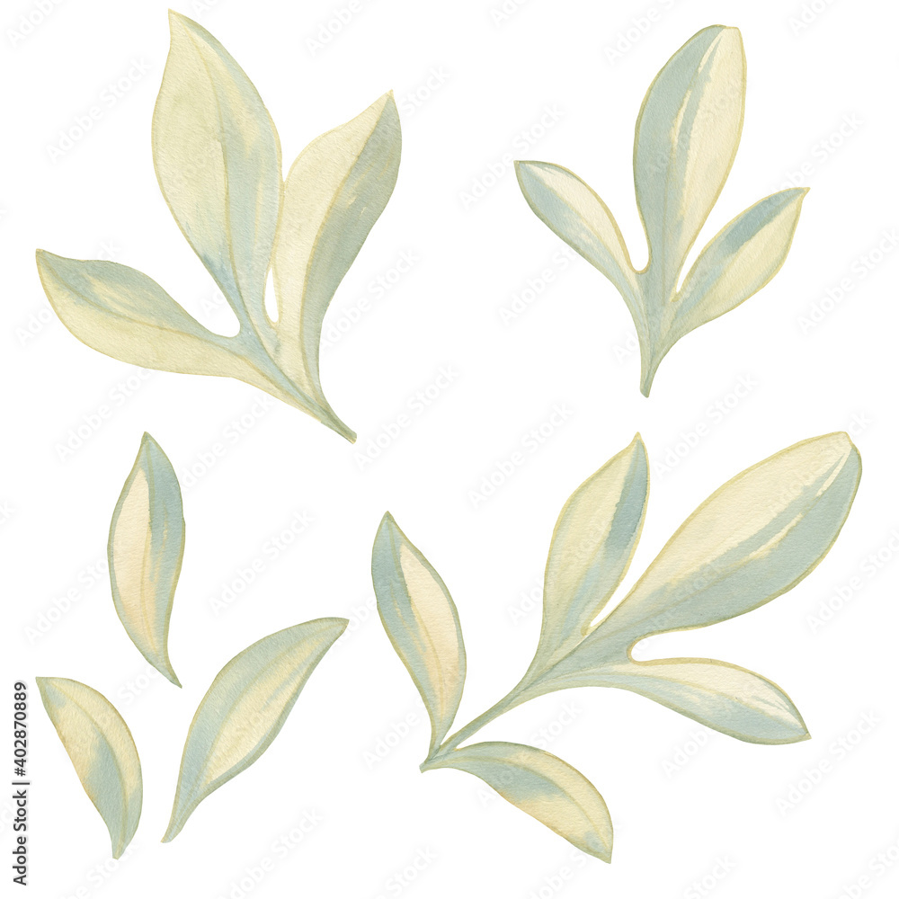 Fototapeta premium watercolor peony leaves. set of delicate green drawn leaves. botanical set for design and print