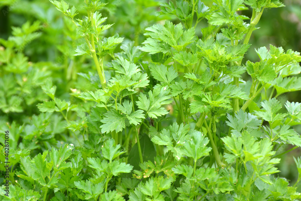 Parsley leaves close up Parsley leaves close up