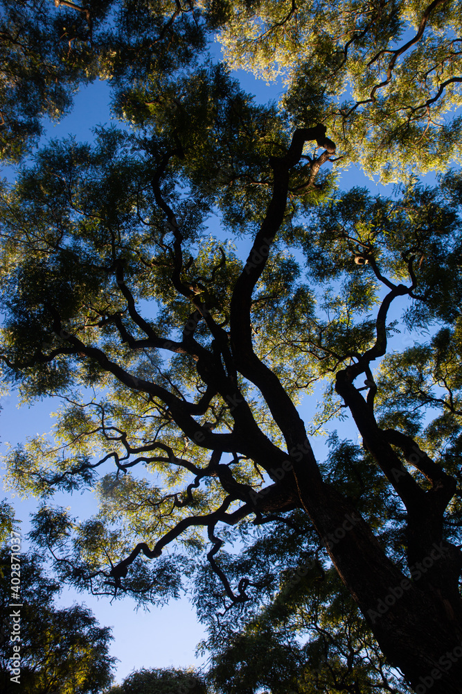 Fototapeta premium tree branches with sky background