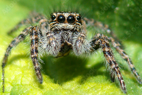 Red-bellied Jumping Spider (Philaeus chrysops), female