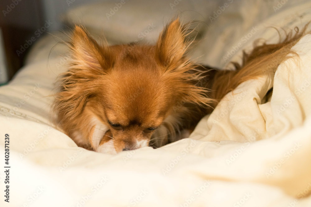 The dog is lying on the bed. Red-haired Chihuahua. The dog is licking. White blanket. Pet. The dog is lying on the bed. Red-haired Chihuahua. The dog is licking. White blanket. Pet.