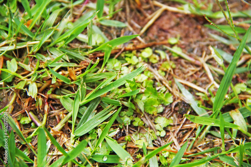 ants on a green grass