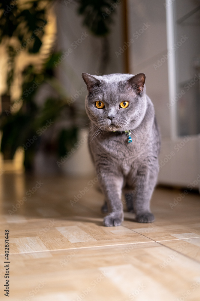 Obraz premium British cat