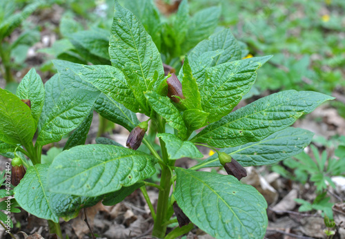 Wallpaper Mural In spring, Scopolia carniolica blooms in the forest Torontodigital.ca
