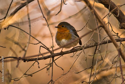 Fotografía Nahaufnahme eines Rotkehlchen im Winter