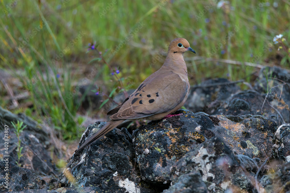 Perching Mourning Dove (Zenaida macroura) Perching Mourning Dove (Zenaida macroura)