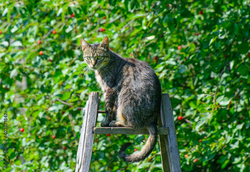 Obraz premium The cat is sitting on the stairs