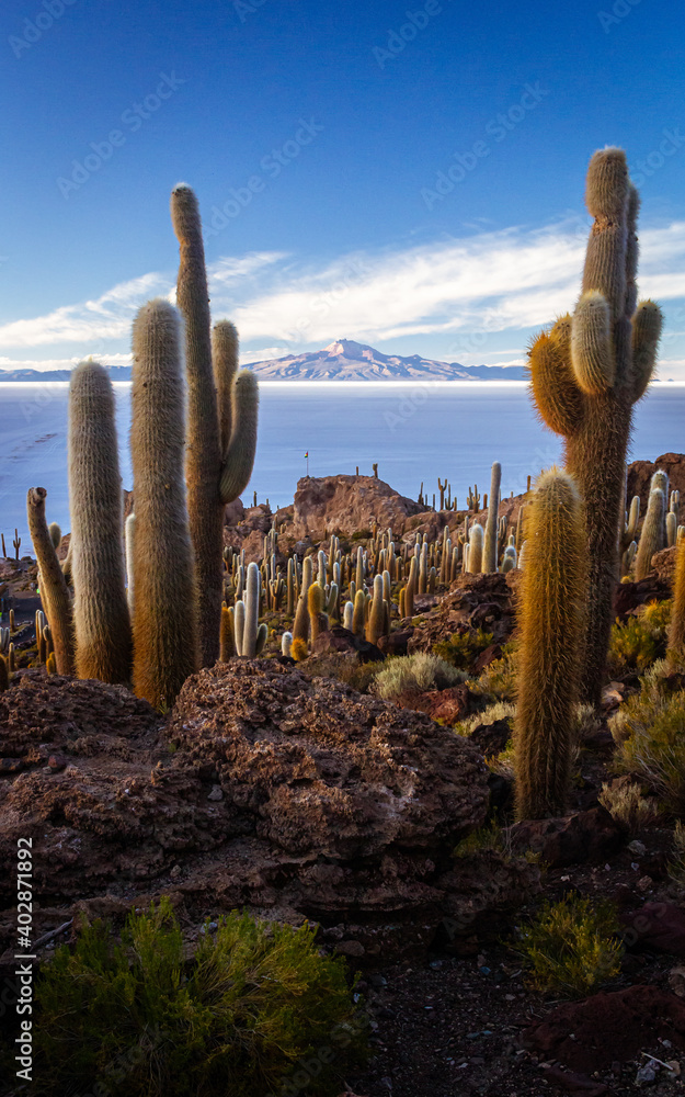 Finishing Uyuni Salt Flat tour from Incahuasi Island full of giant cactus in Bolivia Finishing Uyuni Salt Flat tour from Incahuasi Island full of giant cactus in Bolivia