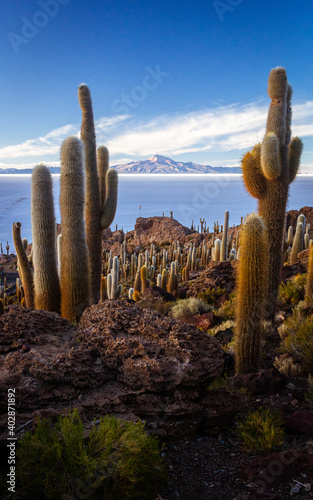 Finishing Uyuni Salt Flat tour from Incahuasi Island full of giant cactus in Bolivia