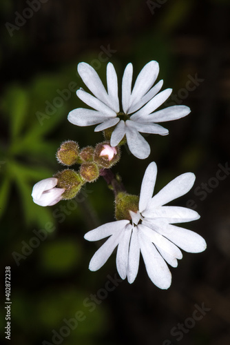 Smallflower Prairie Star (Lithophragma parviflora) photo