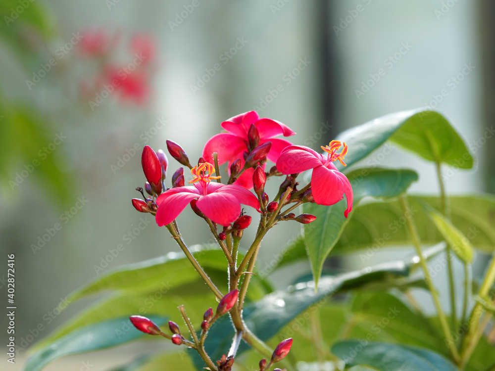 (Jatropha integerrima) Perigrina shrub with clusters of red flowers, yellow stamens