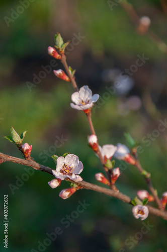 Cherry branch with flowers