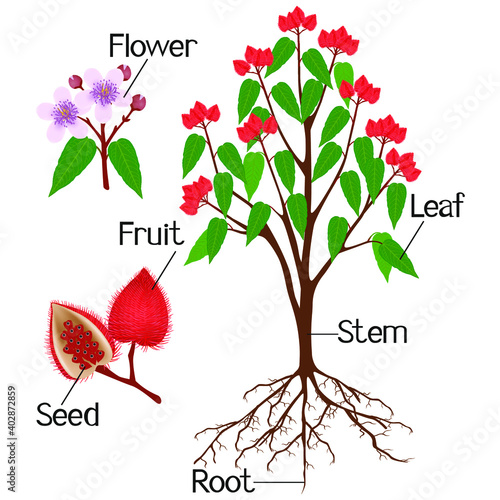 Parts of bixa orellana or anatto plant isolated on a white background.