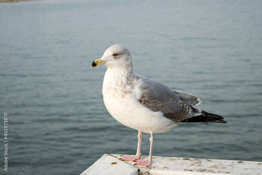 Young gull Larus marinus, close-up view