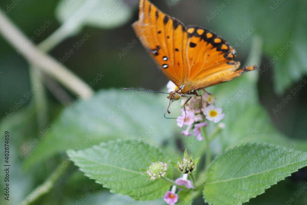 Orange butterfly posing on some flowers