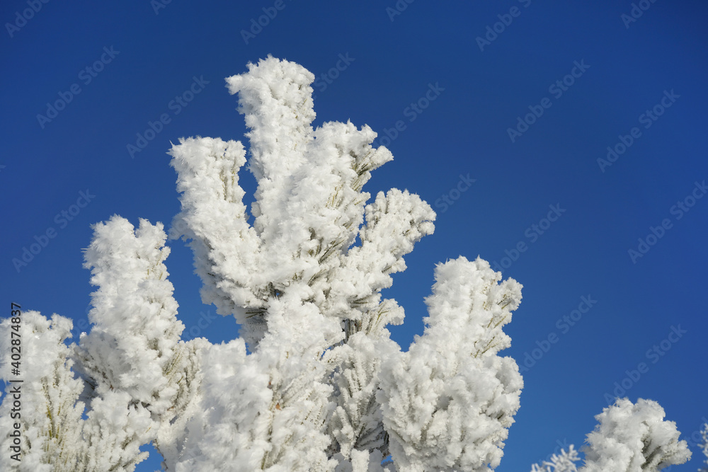 The top of a young pine tree, covered with frost against a blue sky. The top of a young pine tree, covered with frost against a blue sky.