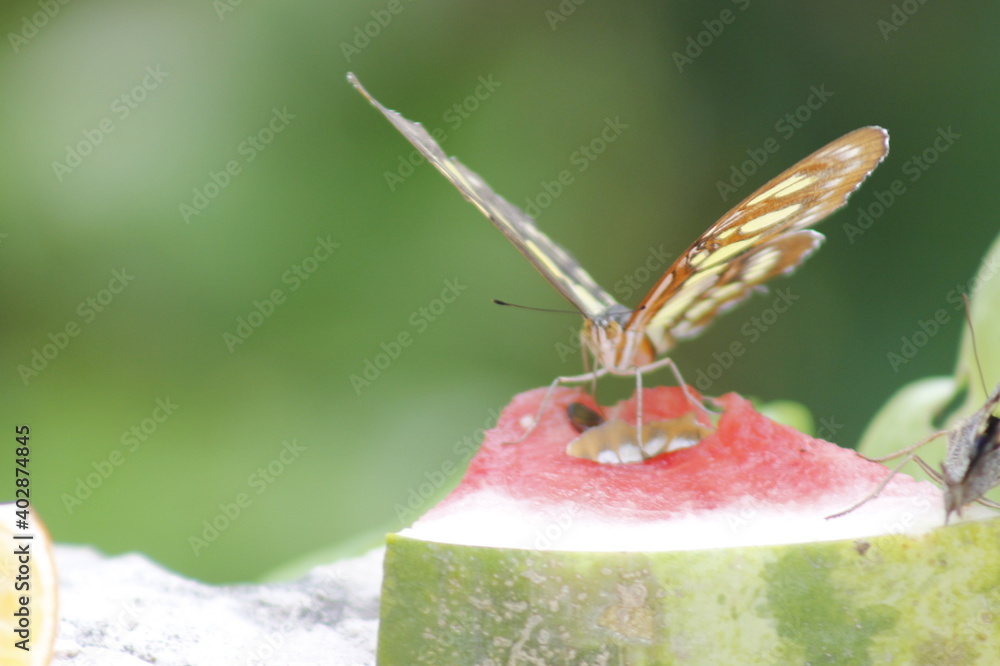 Orange butterfly eating fresh watermelon