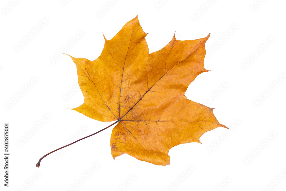 Maple leaf isolate on a white background. No shadows, clipping path. colorful autumn maple leaf isolated on white background. Maple leaf isolated on white. Maple leaf isolate on a white background. No shadows, clipping path. colorful autumn maple leaf isolated on white background. Maple leaf isolated on white.