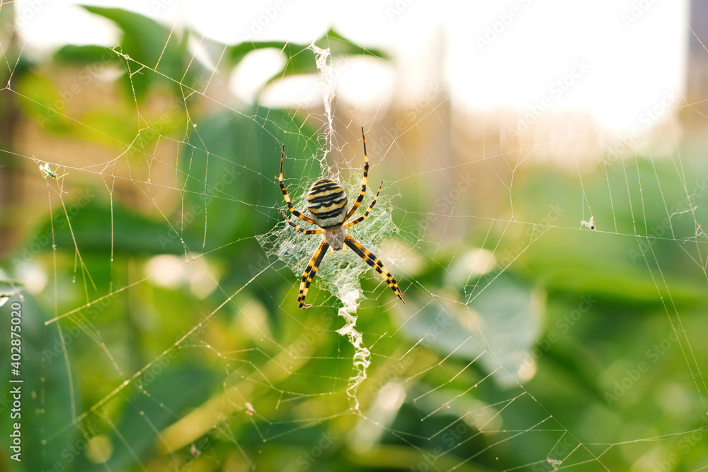 Spider argiope bruennichi on the web in the garden Spider argiope bruennichi on the web in the garden
