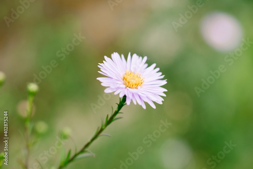 Beautiful pink Daisy flower in the summer garden