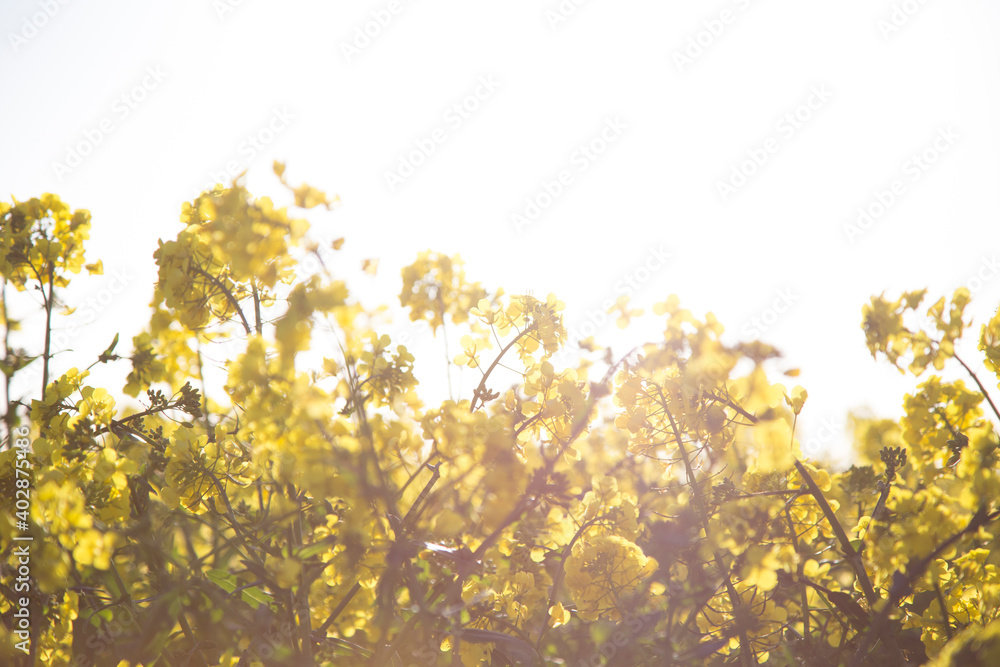 Obraz premium Rapeseed field in sunlight