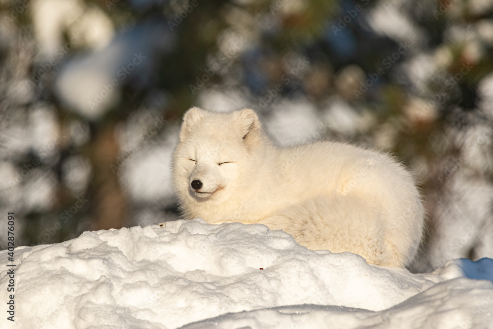 An adorable arctic fox animal seen on a snow covered hill top in northern  Canada during winter time on a bright, sunny day with its eyes closed,  sleeping. Stock Photo | Adobe