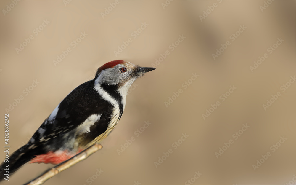 Naklejka premium The dynamic rush of the mottled woodpecker. Portrait