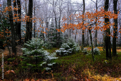 trees covered with frost in forest, winter landscape.