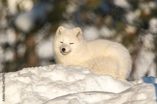 A single, white and fluffy arctic fox. Seen in winter, snowy landscape setting. Bright orange eyes, fluffy beautiful coat. 