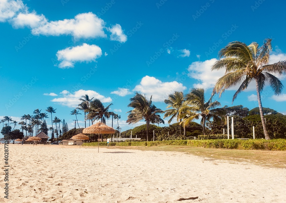 sandy beach with palm trees against the blue sky sandy beach with palm trees against the blue sky