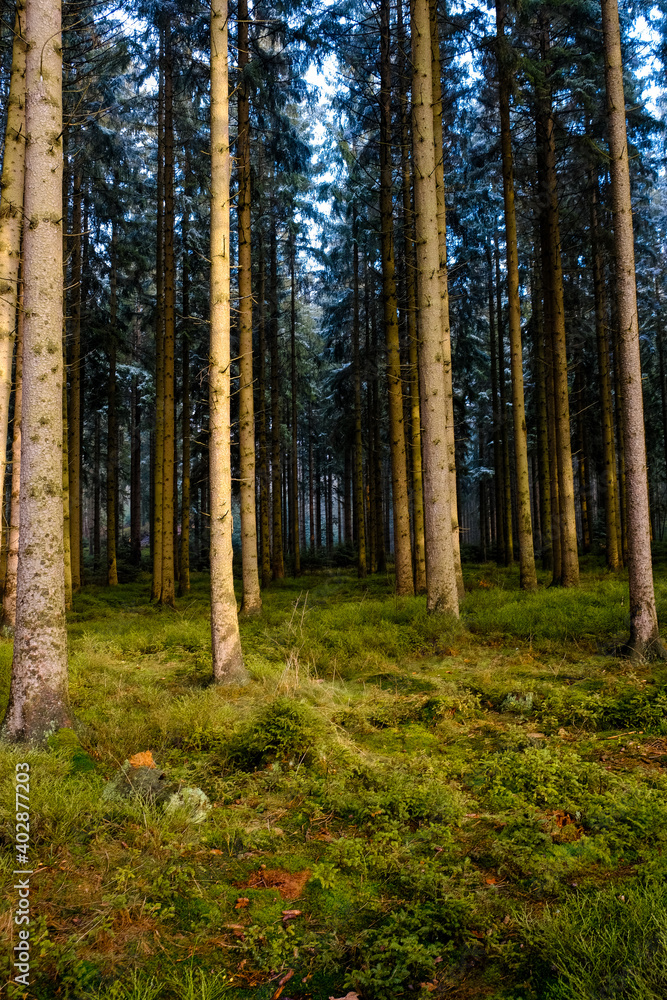Pine tree forest with green grass. Pine tree forest with green grass.