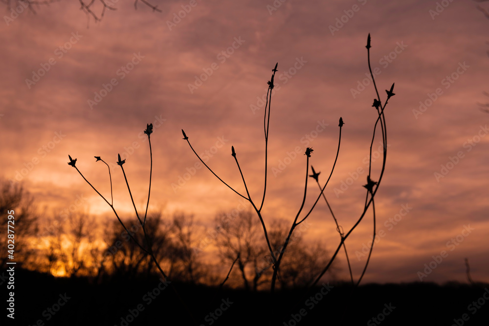 Obraz premium Branches an sunset 