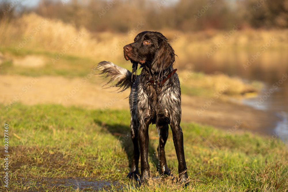 Wet Polish Hunting Spaniel on the beach, hunting dog, gun dog Wet Polish Hunting Spaniel on the beach, hunting dog, gun dog